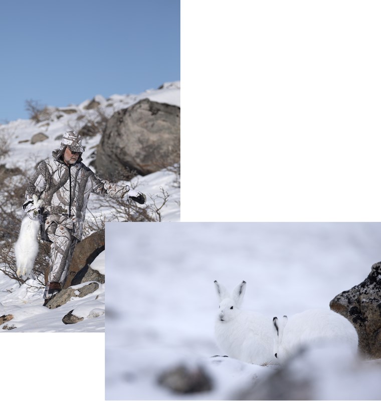 arctic snow hare hunting