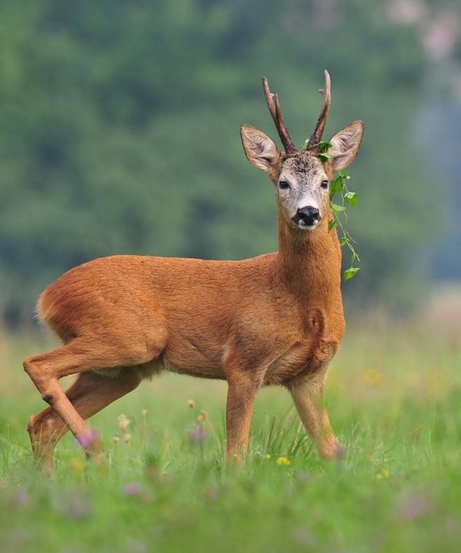 how to stalk a roe deer