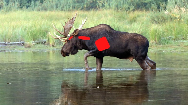vital-areas-moose.jpg